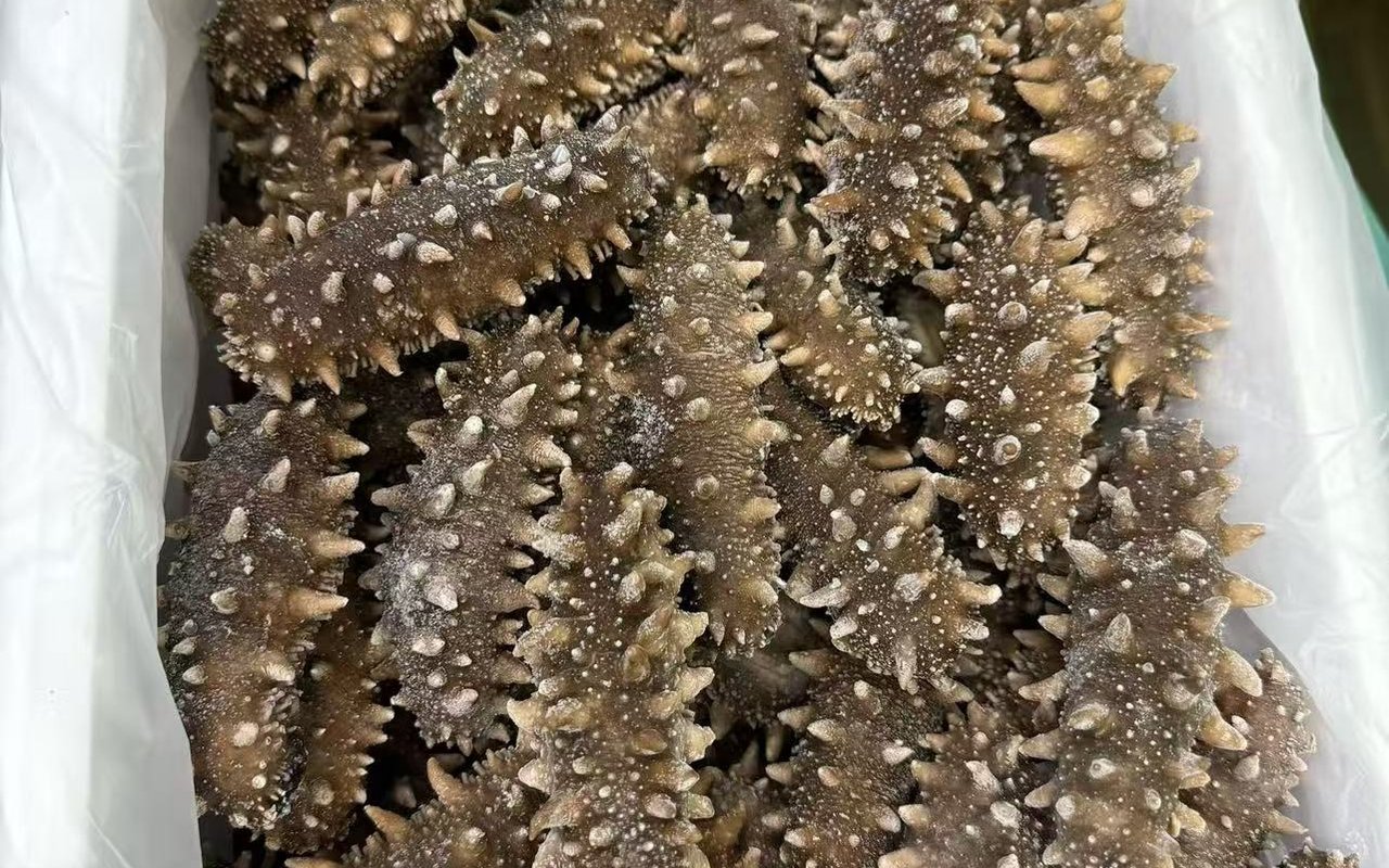 天水即食海参实拍图
